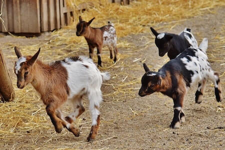 Goat vs Sheep Farming