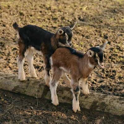 How Often Do Goats Have Triplets