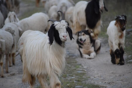 Best Dog Breed for Goats