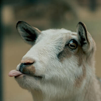 Why do goats have slitted pupils?