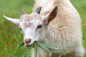 Best Pasture Grass for Goats