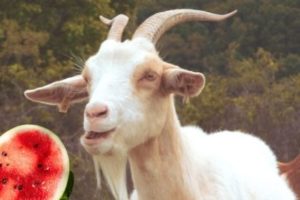Can Goats Eat Watermelons?