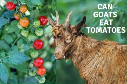 Do goats like tomato plants?