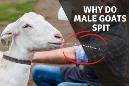 Why do male goats spit