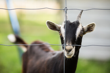goat behavior with humans