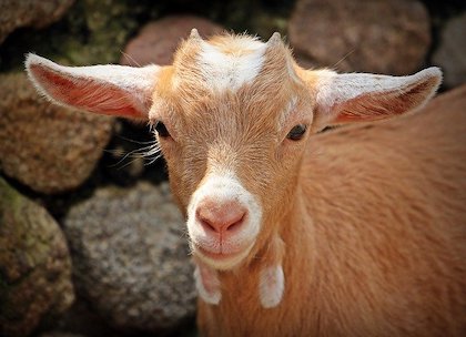 What Causes Stress in Goats