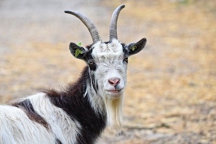 Signs of Stress in Goats