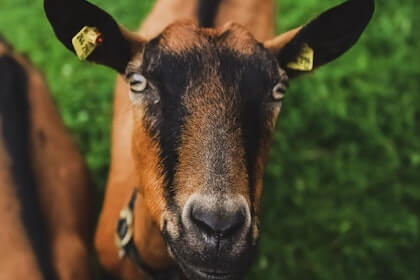 Do Goats Need Darkness to Sleep?