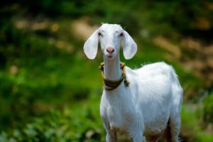 Do Goats Need Grain?