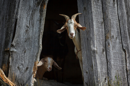 Do Goats Need Light At Night?