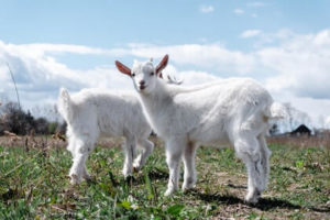 Do Goats Need Shade?