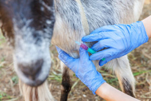 Goat Illnesses and Symptoms