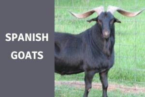Spanish goats