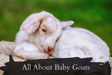 All About Baby Goats