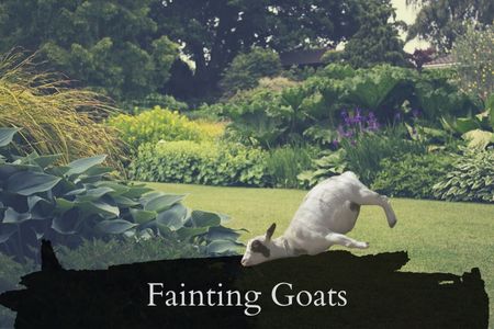 How Do Fainting Goats Survive In The Wild?