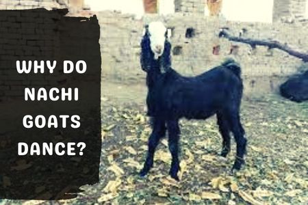 Why Do Nachi Goats Dance