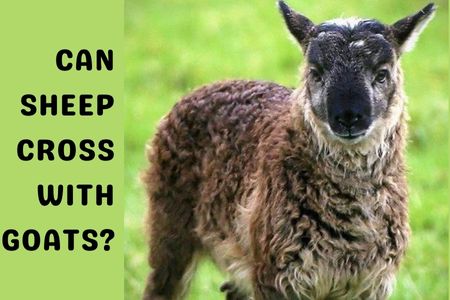 Can Sheep Cross with Goats?