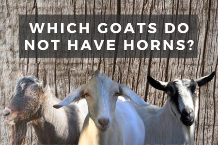 Which Goats Do Not Have Horns?