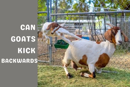 can goats kick backwards
