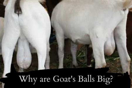 Why are My Goat's Balls Big?