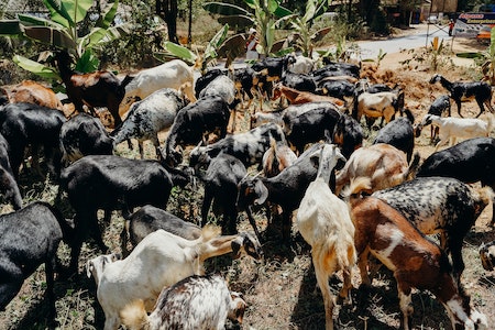 Can you Feed Calf Milk Replacer to Goats?