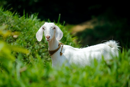 Can You Feed Grass Clippings To Goats?