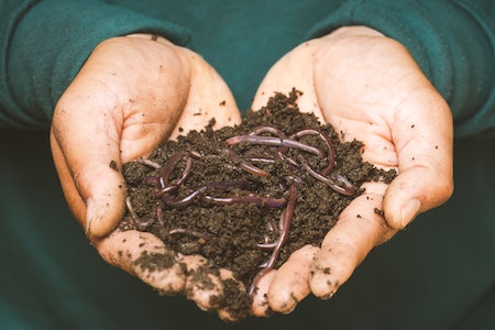 Can Worms Cause Bloat In Goats?