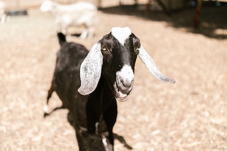 Can goats understand goats from other countries?