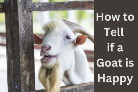 How to Tell if a Goat is Happy