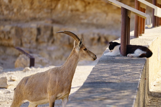 3 Signs of a Sick Goat and How to Treat Them