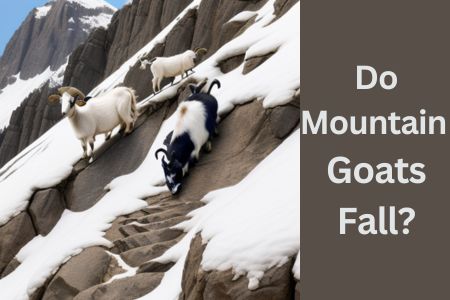 Do Mountain Goats Fall