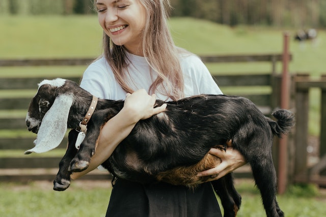 Do Goats Like Being Picked Up?