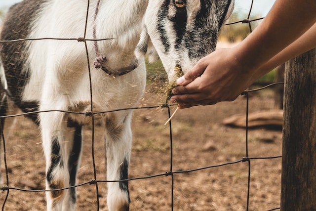 How To Get A Goat To Come To You