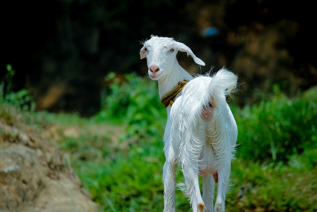 How do you know if your goat is constipated?