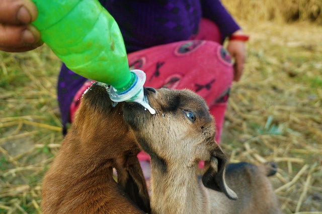 What Helps Goats Produce More Milk?