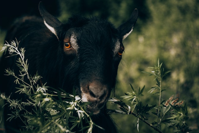 What Herbs Increase Milk Production in Goats?